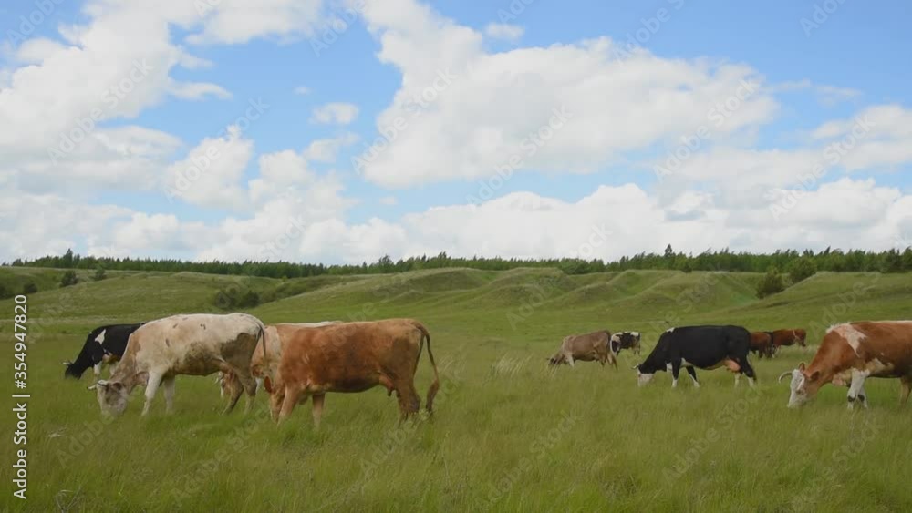 Cattle grazes in the meadow. Cows eat grass in the pasture Cattle grazes in the meadow. Cows eat grass in the pasture
