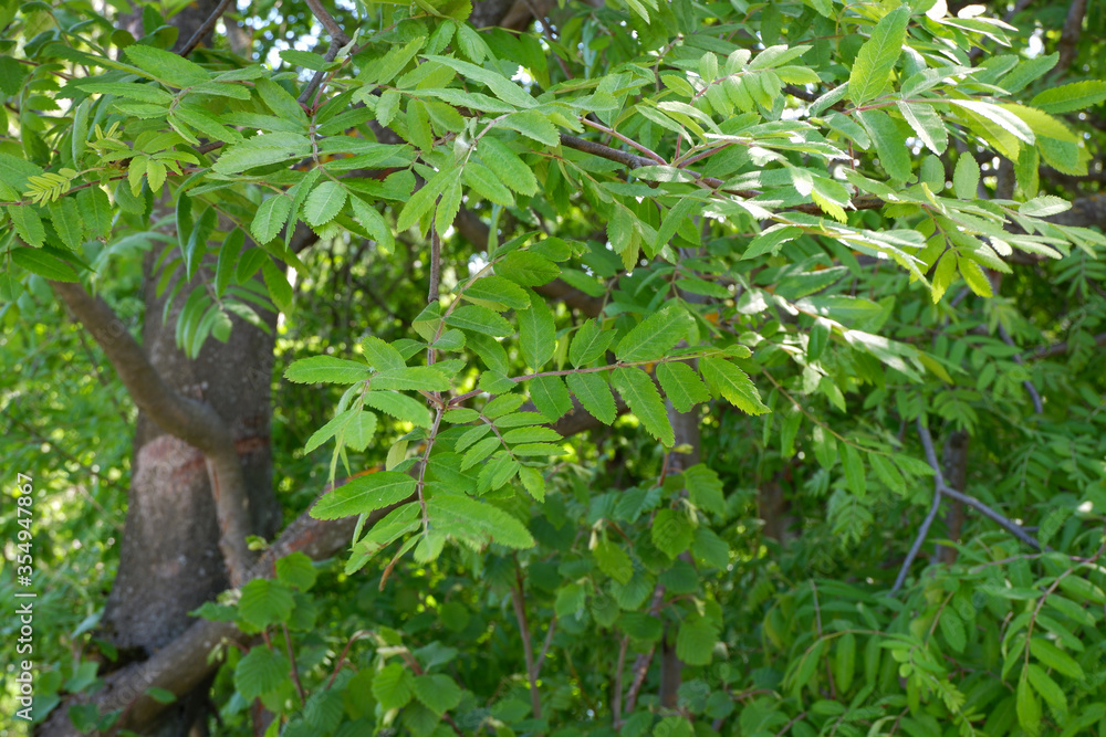 Naklejka premium The green background of the shrubs and trees. Plants. Flowering. Suitable for background.