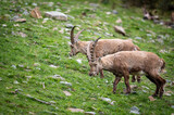 two subadult male ibex in Engadine