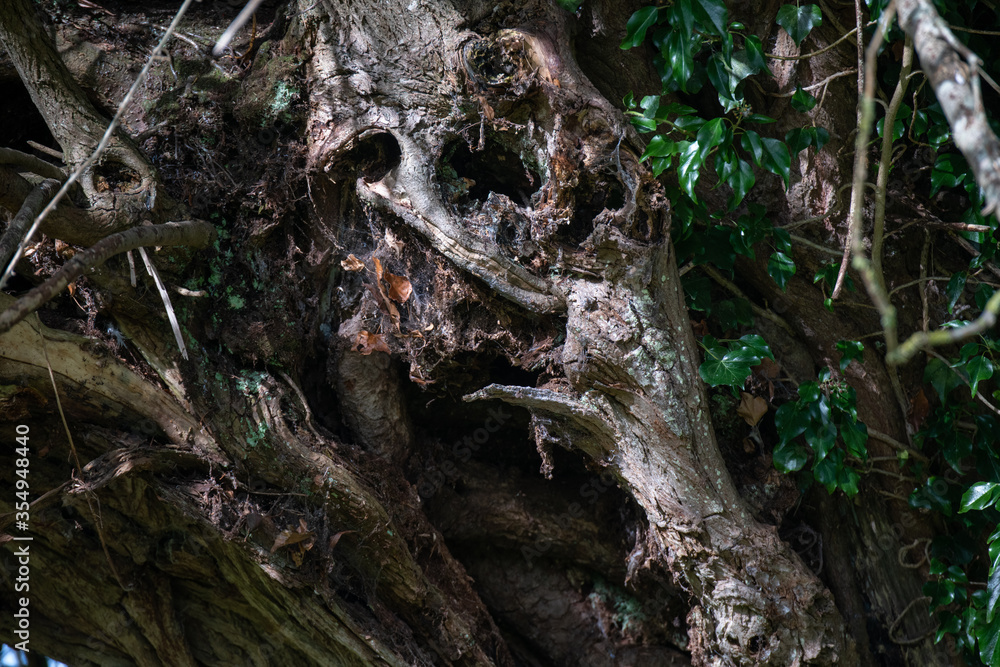 Detail of the trunk of an old willow tree in the autumn Detail of the trunk of an old willow tree in the autumn
