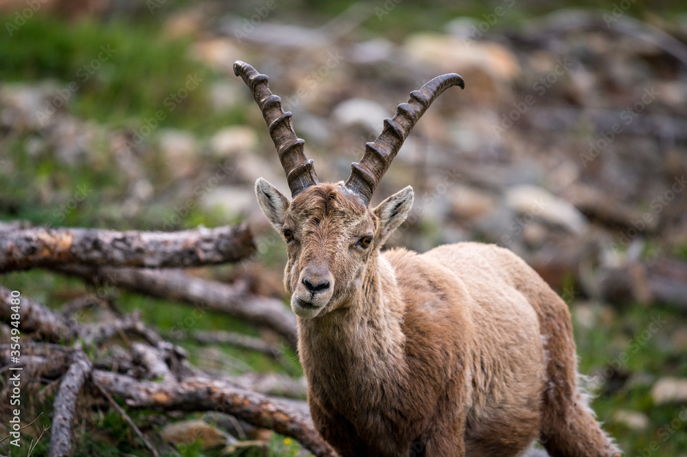 portrait of a young male ibex in Engadine portrait of a young male ibex in Engadine