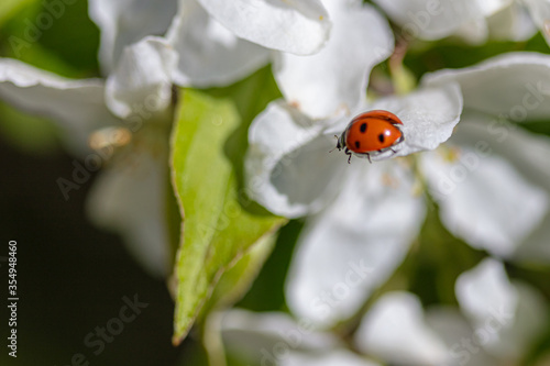 Red ladybug climbs on a flowering flower on a blossoming apple tree