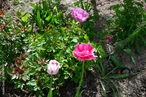 Wallpaper Mural White, purple and pink tulips. Color set. Flowers. Plants. Nature. Background Torontodigital.ca