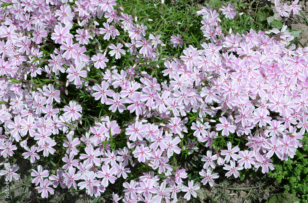 Phlox awl-shaped. More beautiful purple flowers. Nature. plants. Phlox awl-shaped. More beautiful purple flowers. Nature. plants.