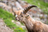 portrait of a young male ibex in Engadine