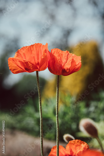 Close up of two red poppy flower heads. Sun shining, sunny warm spring day. Shallow depth of field with bokeh