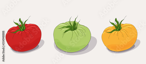 Color tomato set. Closeup. Yellow  green  pink  red tomato. Organic fresh vegetables icon set. 