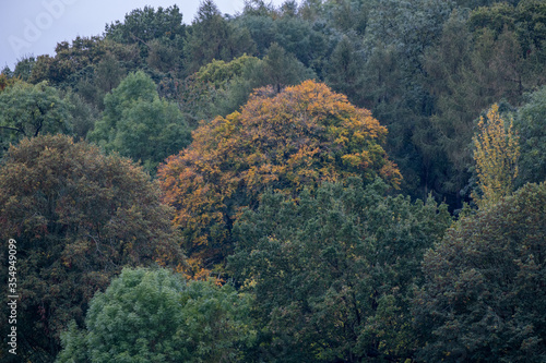Autumn trees in the English counryside