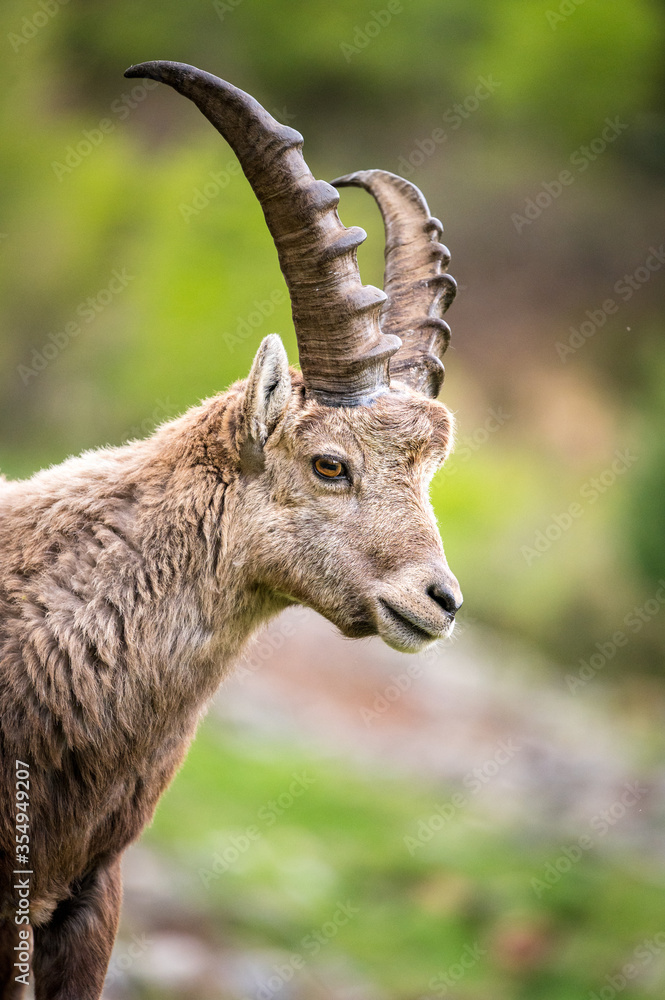 portrait of a young male ibex in Engadine