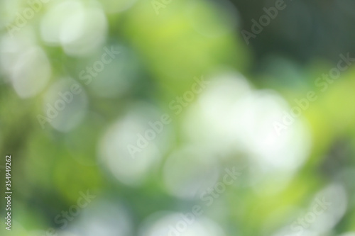 Green leafy background blur