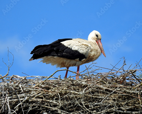 ptak bocian biały na gniezdzie w miejscowosci węgra na mazowszu w polsce