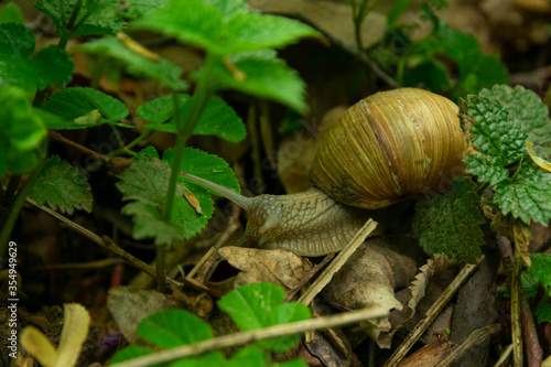 large grape snail crawling on leaves in the forest