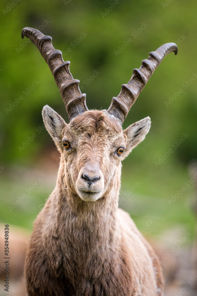 portrait of a young male ibex in Engadine portrait of a young male ibex in Engadine