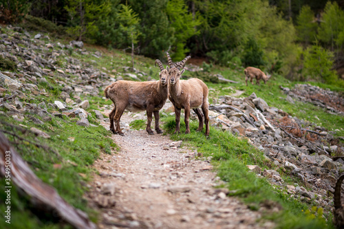 two young male ibex on a hiking path in Engadine