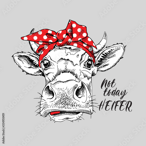 Cute cow in a red polka dot headband. Not today heifer - lettering quote. Humor card, t-shirt composition, hand drawn style print. Vector illustration.