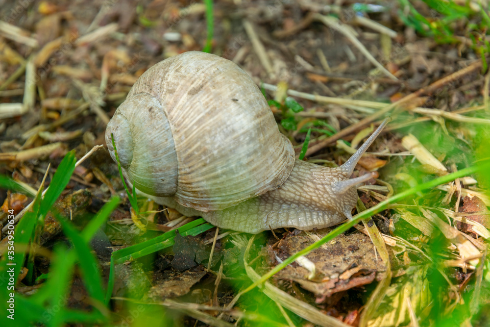 large grape snail crawling on grass in the forest large grape snail crawling on grass in the forest