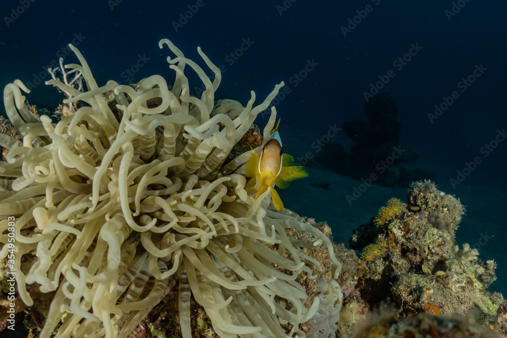 Obraz premium Coral reef and water plants in the Red Sea, Eilat Israel 