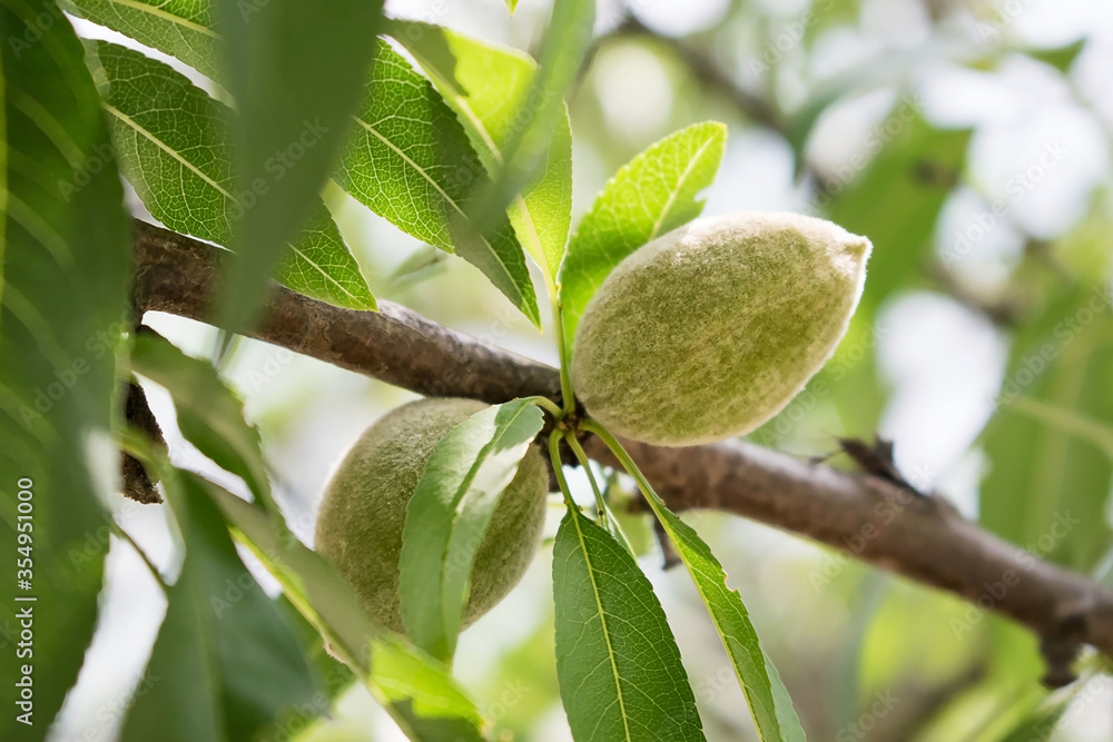 Mandel am Baum Mandel am Baum