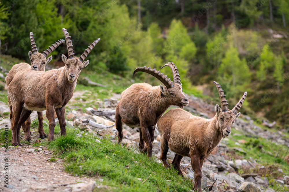 group of subadult male ibexes in Engadine group of subadult male ibexes in Engadine