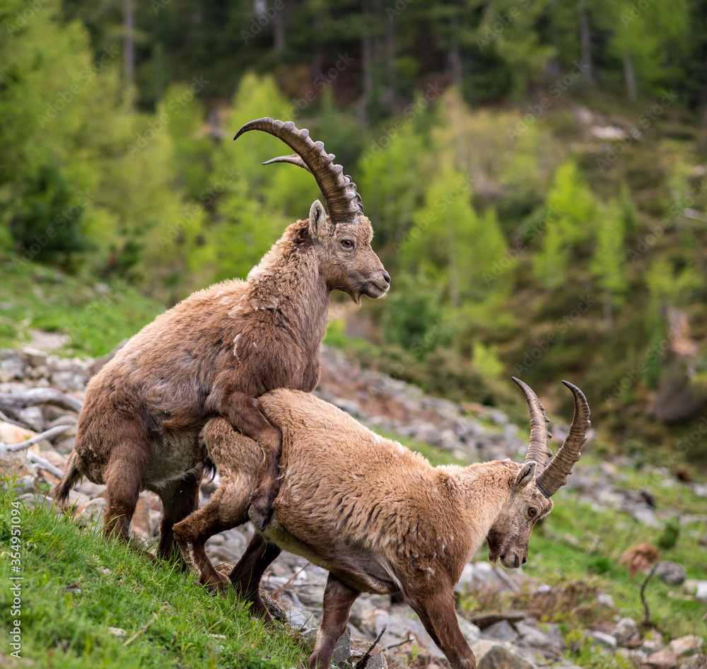 two young male ibex in mating position two young male ibex in mating position