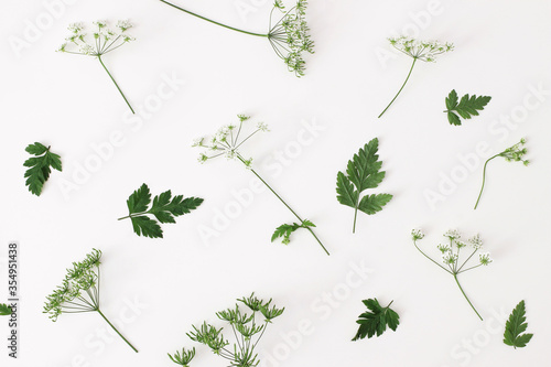 Spring, summer botanical pattern. Floral composition of blooming green cow parsley, Anthriscus sylvestris plant on white table background. Wild flowers concept. Decorative botanical flat lay, top view photo