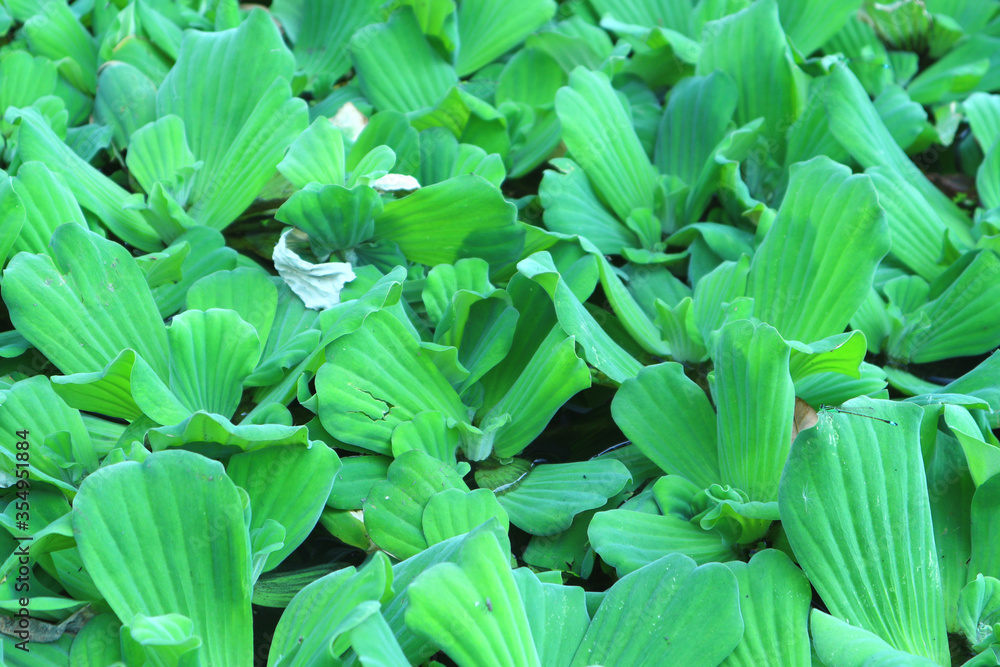Close up green leaves for background work and text copying. Close up green leaves for background work and text copying.