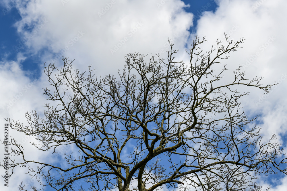 dead tree branches against blue sky and white clouds dead tree branches against blue sky and white clouds