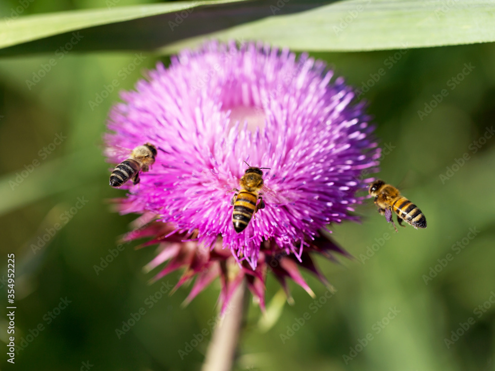 Beautiful bright flower thistle. Bees pollinate the flowers, collect nectar and pollen from flowers. Selective focus, space in the zone blurring compositions for the production of advertising. Beautiful bright flower thistle. Bees pollinate the flowers, collect nectar and pollen from flowers. Selective focus, space in the zone blurring compositions for the production of advertising.