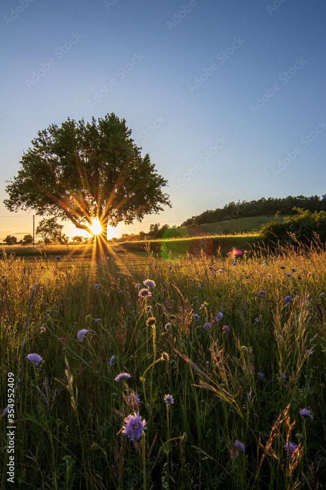 Rural landscape with a hill and a single tree at sunrise with warm light, trails in the meadow leading to the golden sun