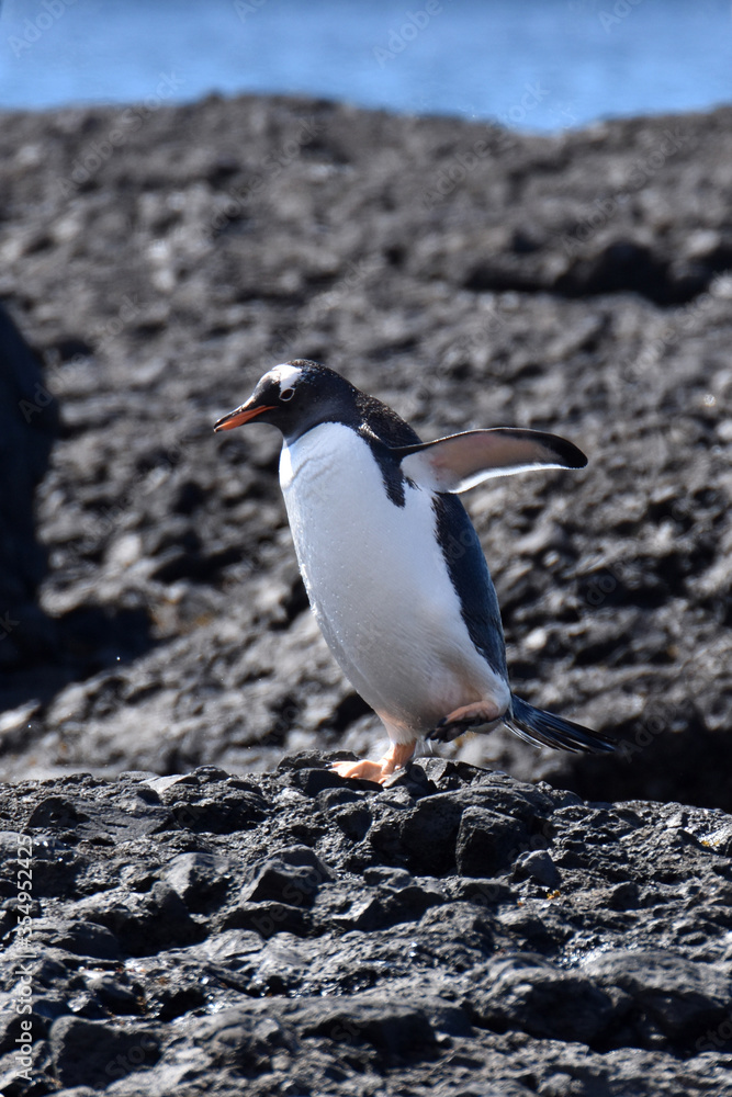 Naklejka premium Gentoo penguin at Brown Bluff, Antarctica
