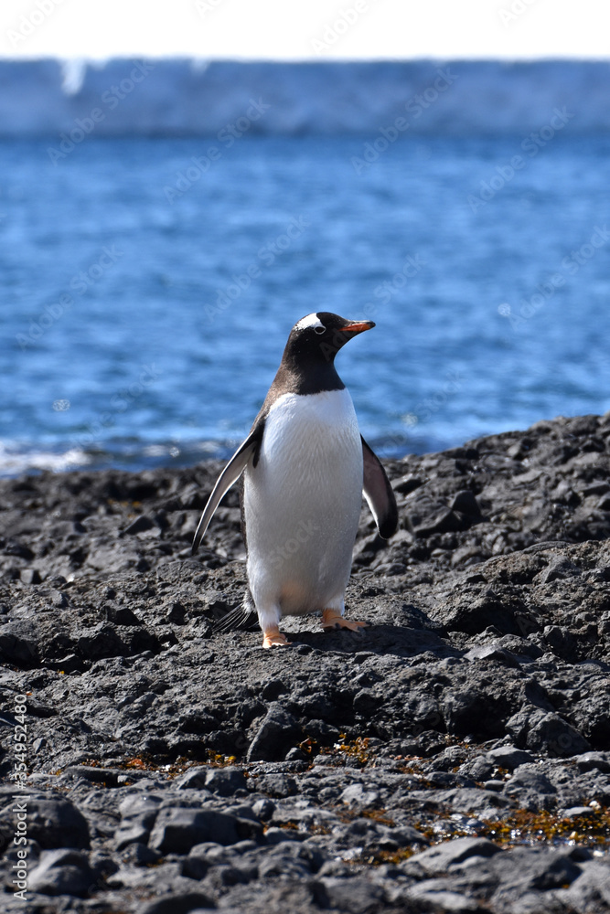 Naklejka premium Gentoo penguin at Brown Bluff, Antarctica