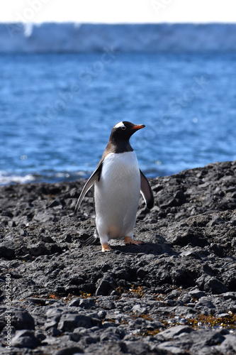 Gentoo penguin at Brown Bluff, Antarctica