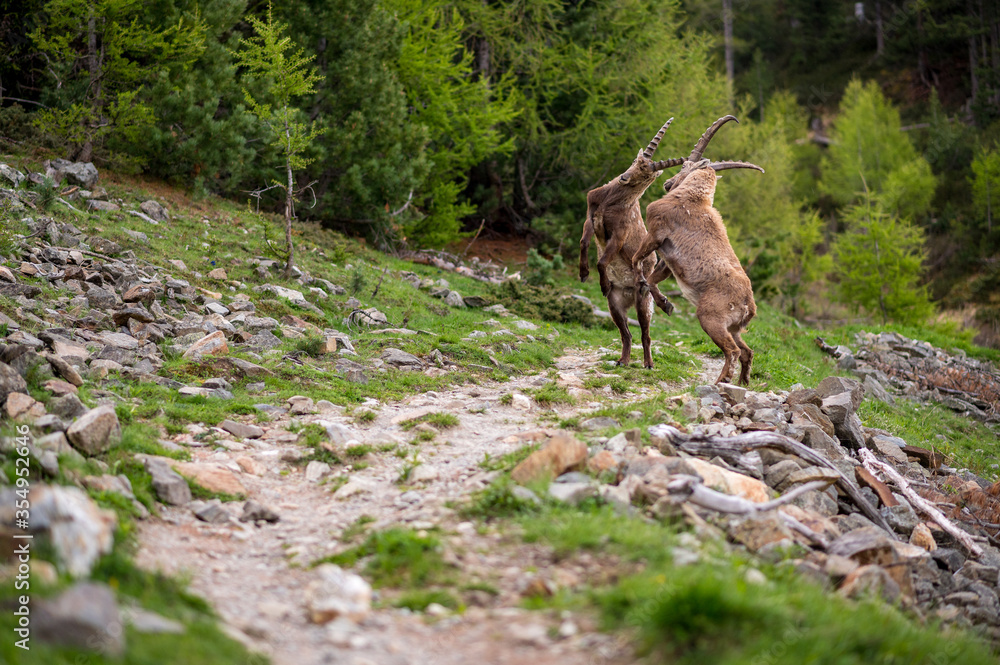 fighting subadult male ibexes on a hiking path in Engadine fighting subadult male ibexes on a hiking path in Engadine