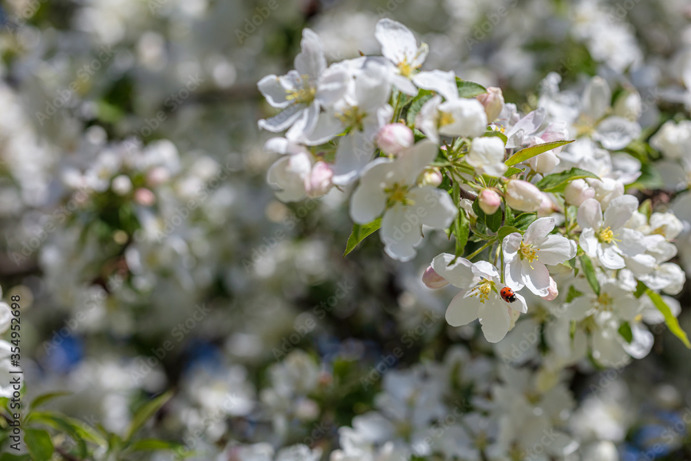 Beautiful white apple trees blossom background Beautiful white apple trees blossom background