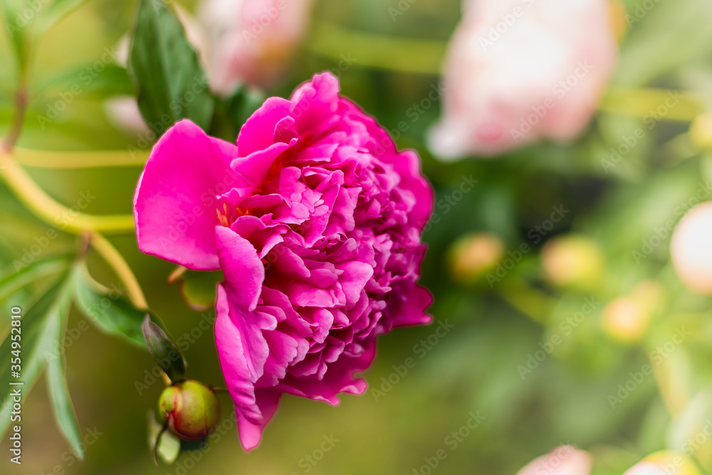 Obraz premium Delicate pink peony flower and buds on a flower bed.