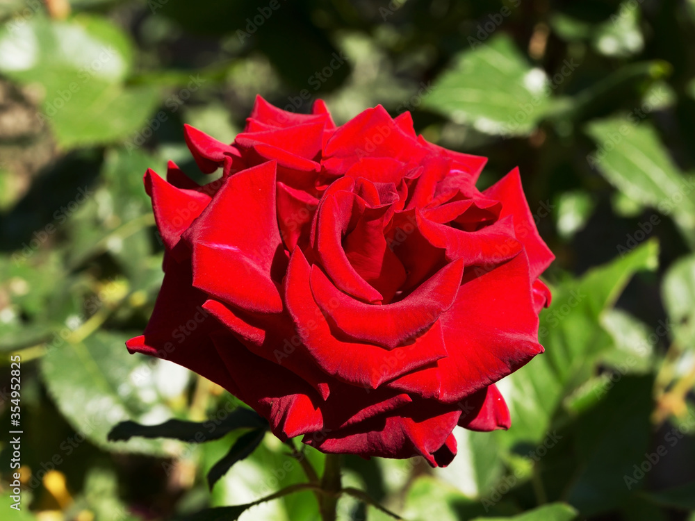 Beautiful delicate rose in back light on a dark background. Selective focus and space in the zone blurring compositions for the production of advertising and text. Beautiful delicate rose in back light on a dark background. Selective focus and space in the zone blurring compositions for the production of advertising and text.