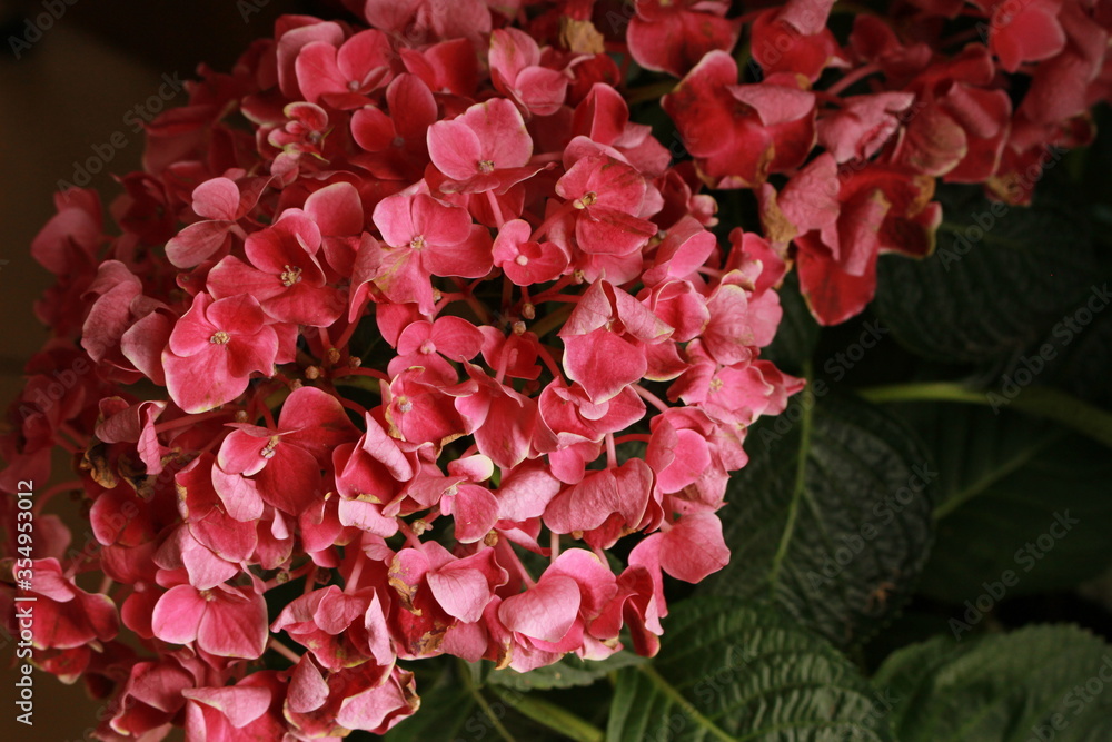 Pink Bush Flower Pink Bush Flower