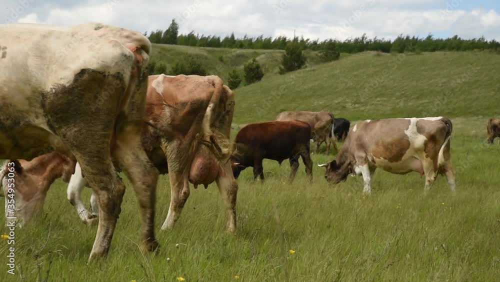 Cows eat grass in a meadow in the village. Cattle graze on the field on a sunny day. Cows eat grass in a meadow in the village. Cattle graze on the field on a sunny day.