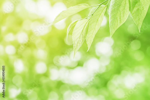 Close up of a tree branch with fresh young green leaves in front of a blurry forest on a sunny day. Abstract natural green foliage textured background with copy space