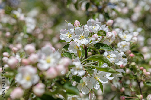 Beautiful white apple trees blossom background