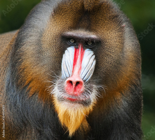 Fotografia Portrait of the adult male mandrill