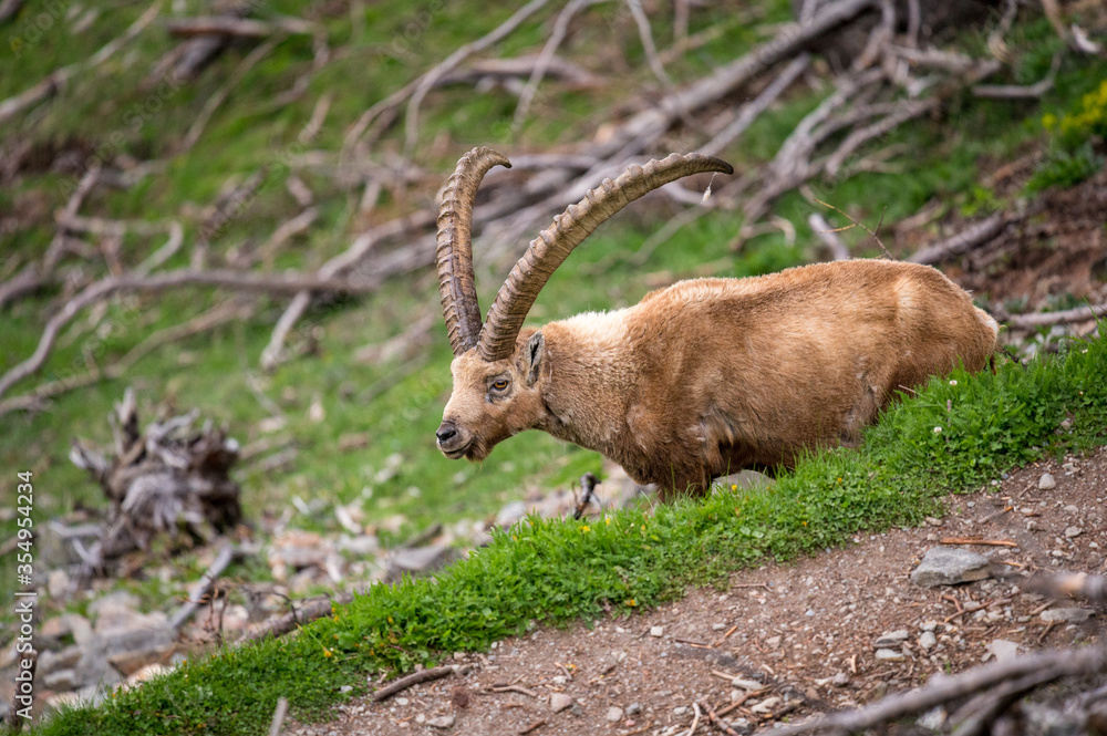  impressive male ibex in Engadine