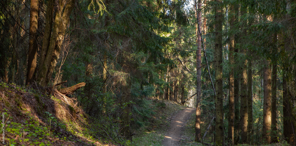 Fototapeta premium Forest dirt road going into the distance