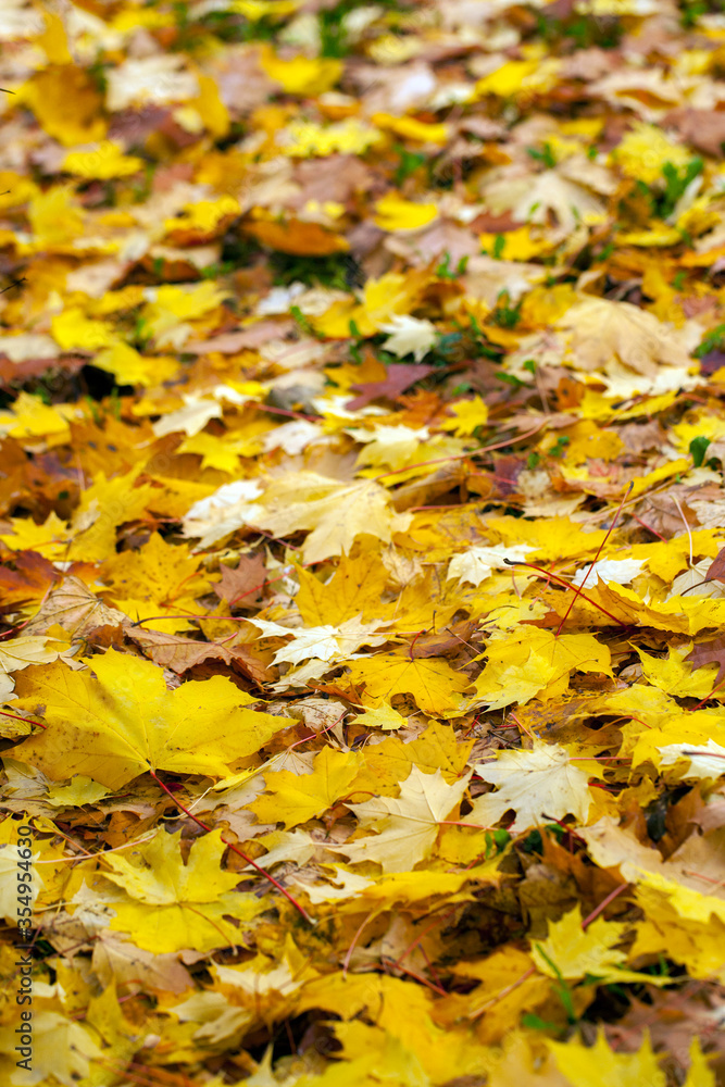 Dry Autumn Leaves in Nature Dry Autumn Leaves in Nature