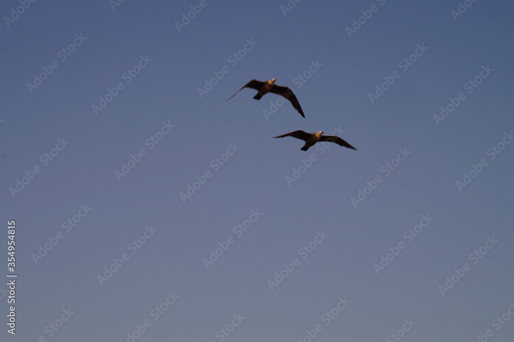 Obraz premium Aves 1