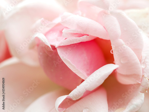 Delicate pink rosebud, bokeh as background for setting advertising compositions. Soft selective focus.