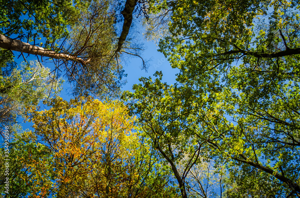 Look up at the Tree Look up at the Tree
