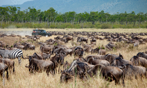The great annual migration in kenya