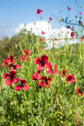 Fototapeta Naklejka Na Ścianę i Meble -  Authentic landscape of wild red poppies against the sky as background for design. Selective focus and space in the zone blurring compositions for the production of advertising and text.