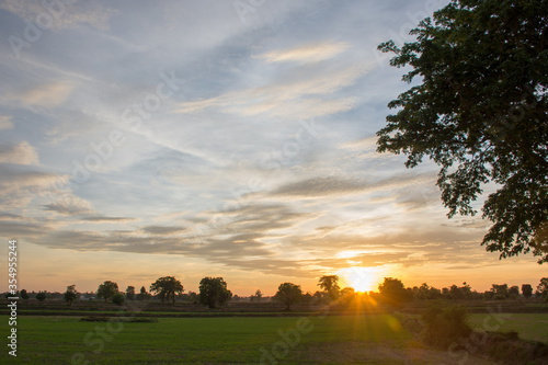 The atmosphere of the rice paddy fields and grass at sunset.